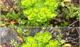 青青草草视频,探寻自然之美，感受生命活力